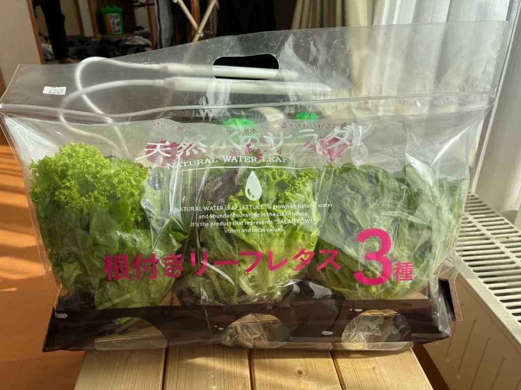 コストコ札幌倉庫店で販売されていた「天然水のサラダ 3種の根つきリーフレタス」を正面から撮った写真