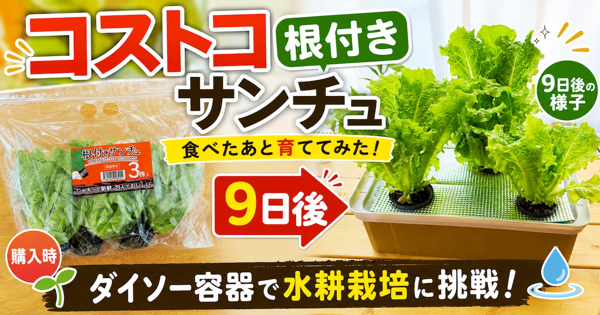 コストコの根付きサンチュをダイソー容器で水耕栽培した購入時と9日後の比較
