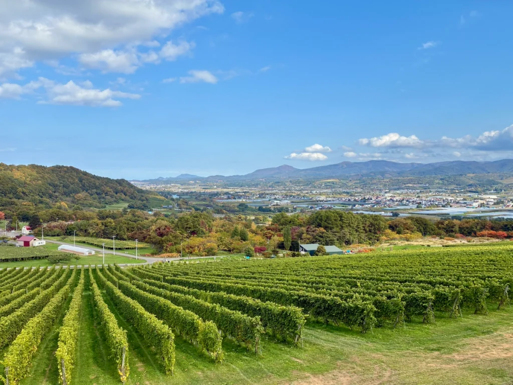 NIKI Hills Wineryのぶどう畑と仁木町の街並みを望む絶景